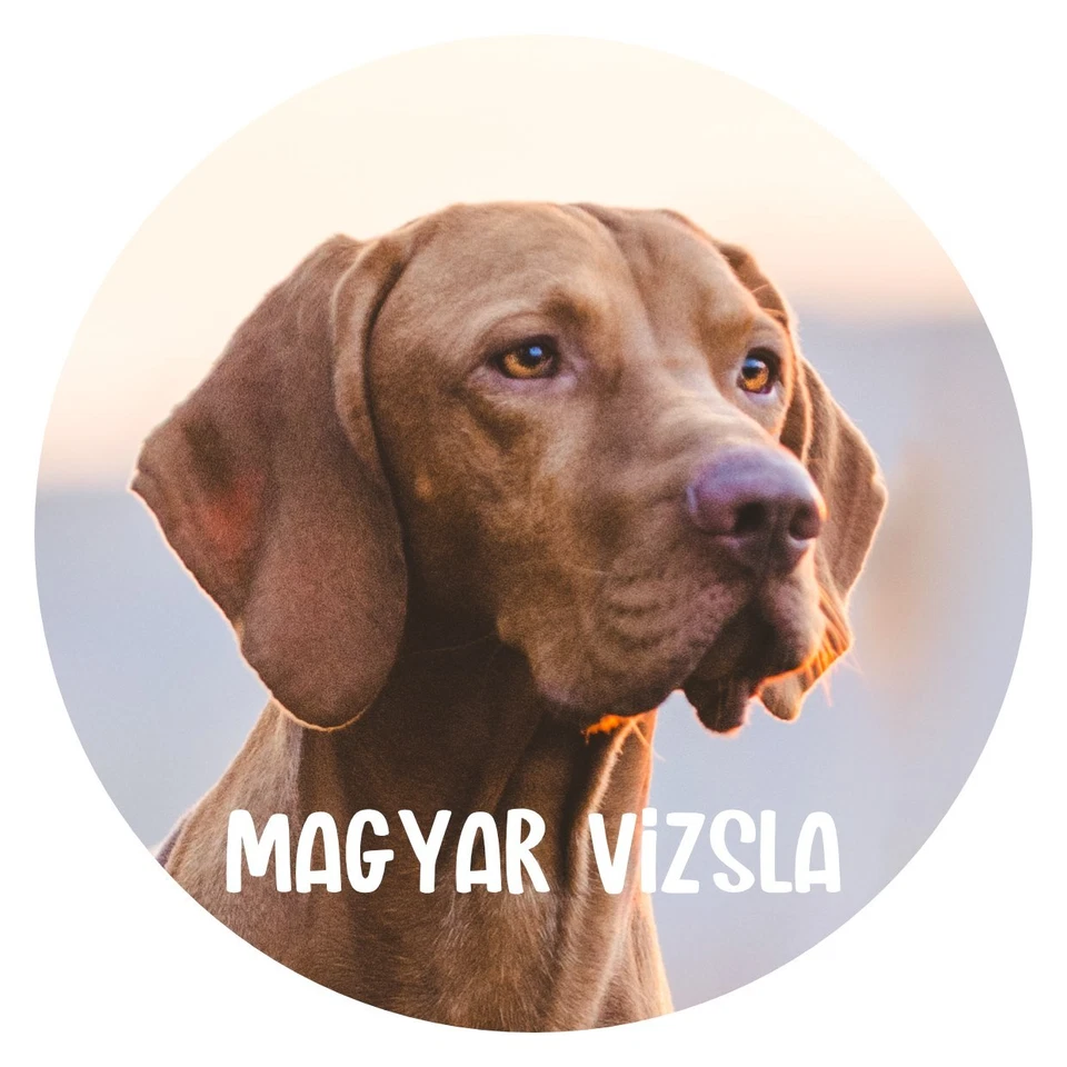 Hunde Aufkleber Sticker rund 10 cm Konturgeschnitten Hunde: Magyar Vizsla 01 - Bild 1 von 1