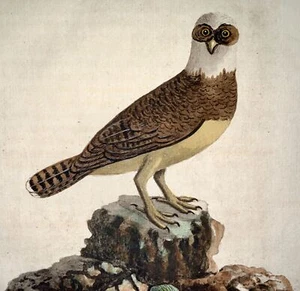 1785 John Latham - Synopsis - SPECTACLE OWL - hand coloured - Picture 1 of 3