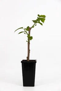 White Mulberry ( Morus alba ) Fruit tree plant - Picture 1 of 1