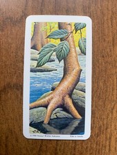 BROOKE BOND RED ROSE TEA CARDS - SERIES 11 - TREES OF NORTH AMERICA