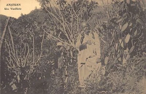 Comoras - ANJOUAN - Una fábrica de vainilla - Plantación de vainilla - Publ. Société Comme - Imagen 1 de 2