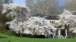 Zierkirsche - Tokiokirsche Prunus yedoensis – 60-100 cm im Container - Bild 1 von 6