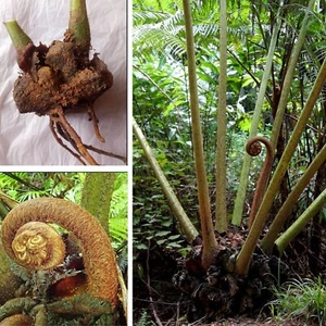 1 BULB ANGIOPTERIS EVECTA GIANT FERN KING FERN CAUDEX Bonsai Rare Plant Rhizomes - Picture 1 of 19