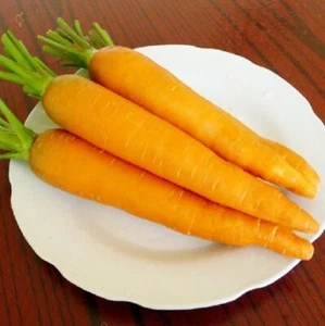 400 Carrot Seeds Daucus Carota Heirloom Organic S024 - Picture 1 of 7