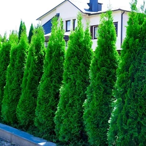 Thuja occidentalis 'Smaragd' - Emerald Green Arborvitae *Live Plant - Picture 1 of 7