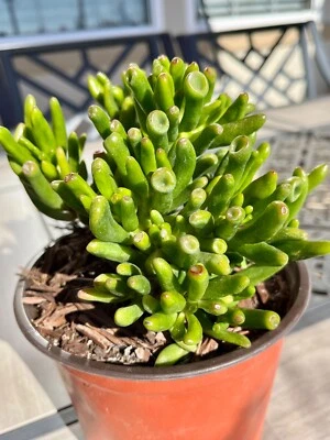 "1 vivo - Gollum / dedos flacos, Crassula Ovata - 9"" de alto (en maceta de 6"")" Foto 1 de 4