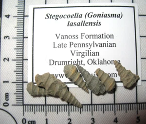 Pennsylvanian Vanos Fm fossil snail Stegocoelia lasallensis one per bid - Picture 1 of 3