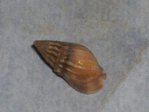 MELANOPSIS TINGITANA MINOR UNGEWÖHNLICH - Bild 1 von 2