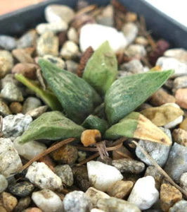 Ariocarpus retusus X retusus CAULIFLOWER - - - Picture 1 of 4