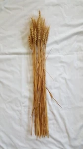 40 pc Lot Kansas Grown Wheat Bunch for Crafts, Props, & Seasonal Display - Picture 1 of 7