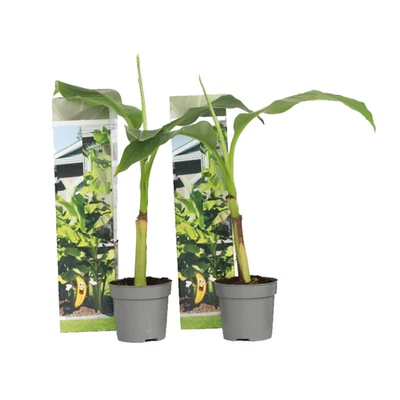 PLANT IN A BOX Banano giapponese - 2 Pezzi - Musa basjoo - Altezza 25-40cm - ⌀9cm