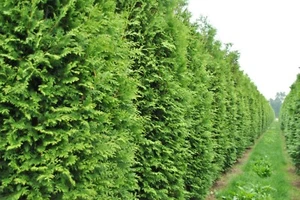 50+ THUJA TREE SEEDS (Thuja occidentalis) White Cedar Arborvitae Hedge Row - Picture 1 of 3