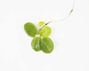 Frogbit - 1 - 25 / Oxygenating Pond Water Plants -  Floating Pond Plants - Po... - Picture 1 of 5