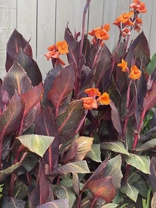 Canna Lily With Orange Flowers and Variegated foliage, 1 Rhizome Bulbs - Picture 1 of 8