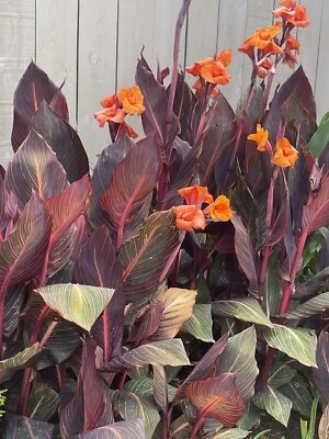  Canna Lily With Orange Flowers and Variegated foliage, 1 Rhizome Bulbs - Image 1 of 4