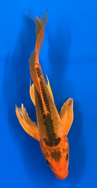 8"  Butterfly Shusui - Image 1 of 1