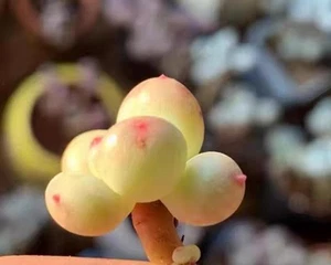 Pachyphytum Green bean cheese 🏵️about 2cm succulent - Picture 1 of 3