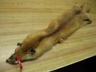 Tanned Red Fox Hide Fur NO TAIL Row A-13 # 0011522