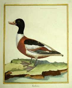 LE CANARD TADORNE TADORNA gravure ornithologie Oiseaux de Martinet 1770 - Imagen 1 de 2