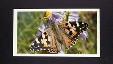 1 x Grandee Cigar card Butterfly - Painted Lady ± No 9 ≠ Q33