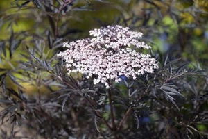 Sambucus nigra 'Black Lace', Schwarzer Holunder, dunkelrot, 40–60 cm - Bild 1 von 11
