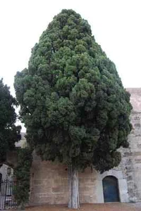 Ciprés italiano, Cupressus sempervirens, semillas de árbol (rápido, de hoja perenne) - Imagen 1 de 8