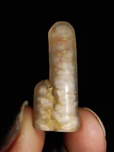 05, AMAZING AMMONITES!!! BAMBOO AGATE FINGER POLISHED, FROM JAVA INDONESIA, 25MM - Picture 1 of 6