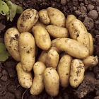 Seed Potato 'Charlotte' - Pack of 6 Tubers