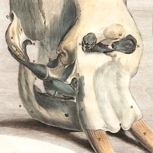 1760 Hand-Colored Engraving, De Seve, L'ELEPHANT, Pl V, Buffon 1st Edition! - Picture 1 of 3