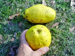 15 SEMI DI QUINCE CINESI - Pseudocydonia sinensis - Foto 1 di 10