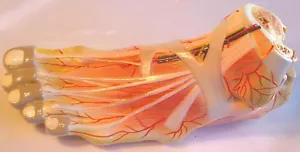 Life-size foot bone blood vessel nerve muscle medical anatomical model anatomy - Picture 1 of 5