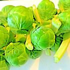 1000+ BRUSSELS SPROUTS SEEDS SPRING GARDEN HEIRLOOM VEGETABLE NON-GMO GREENS USA