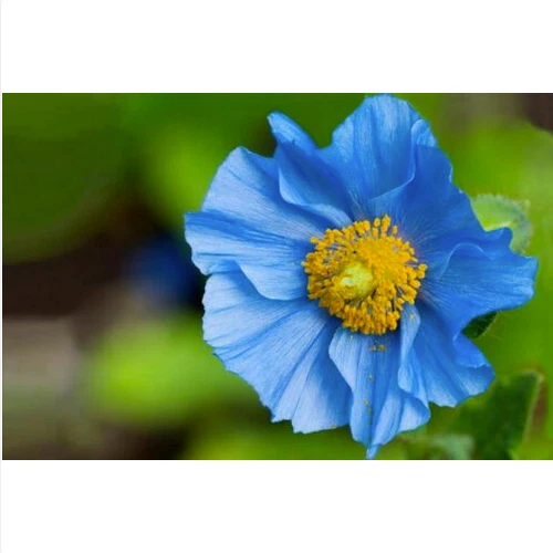 WHITE 1500 GRAINES Pavot bleu de l'Himalaya "" 0,5 gramme environ + CADEAU GRATUIT