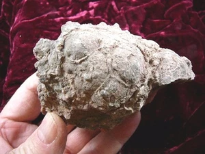 (PP514-2) 1 lb Real Fossil Crocodile croc POOP doo doo Triassic era specimen AZ - Picture 1 of 1