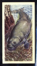Brooke Bond Asian Wild Life (1962) Dugong No. 48