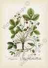 Dzika truskawka kwiat roślina antyczny grawer botaniczny 1737 druk artystyczny plakat