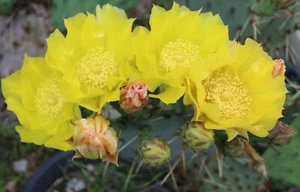 Prickly Pear Opuntia Cactus Cold Hardy Large Ruffled Neon Yellow Flower's - Picture 1 of 1