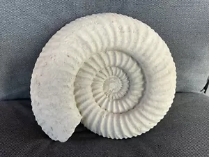 More details for rare 3d fossil ammonite titanites giganteus portland, dortset, jurassic coast uk