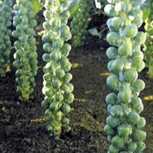 250+ CATSKILL BRUSSEL SPROUT SEEDS FRESH HARVEST FOR GARDENS - Picture 1 of 1