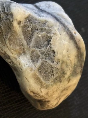 Rock Fossil - from Pacific Northwest - Quartz - Image 1 of 4