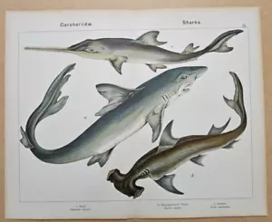 1899 W.F. Kirby REPTILES Large Original Colour Print SHARKS SAWFISH HAMMER - Picture 1 of 3