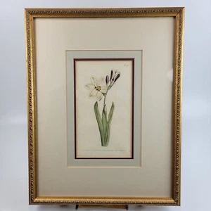 Rare Vintage 1804 Curtis Botanical Sparaxis Grandiflora Streaked Pl 779 Framed - Bild 1 von 8