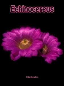 Echinocereus book - Picture 1 of 15