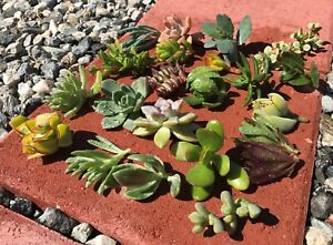 15 Assorted Varieties Live Succulent cactus Cuttings Garden Starter Plants