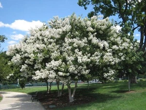 ÁRBOL MIRTO CREPE FLORECIENTE BLANCO 25 SEMILLAS LAGERSTROEMIA INDICA - Imagen 1 de 3