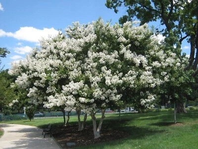 WHITE FLOWERING CREPE MYRTLE TREE 500 FRESH SEEDS LAGERSTROEMIA INDICA WHOLESALE - Image 1 of 4