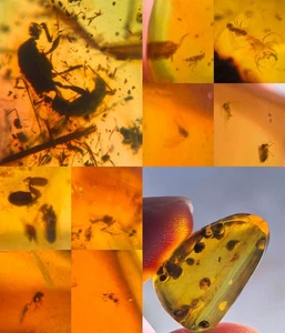 10 pieces authentic Myanmar insect Amber specimen fossil dinosaur age 10.1-22 - Picture 1 of 12
