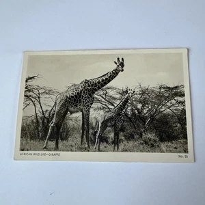 Vintage RPPC Giraffen African Wildlife Pegas Studio Nairobi Afrika in Bildern - Bild 1 von 4