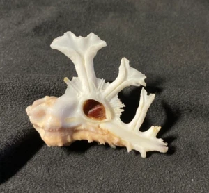 Muricidae Homalocantha Pele 53.80mm Pokai Bay Oahu Hawaii USA - Picture 1 of 6