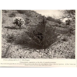 Characteristic Vegetation On The Side of Granite Mountain 1908 Clipping SAI6-H10 - Picture 1 of 2
